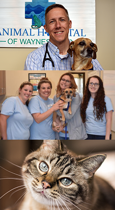 Veterinarians in Waynesboro, VA