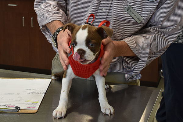 Dog on an exam table: Spay and Neuter in Waynesboro