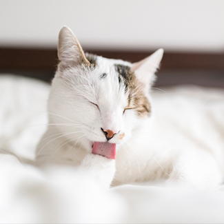 White cat licking her paw