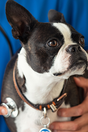 Veterinarian Near Staunton, VA