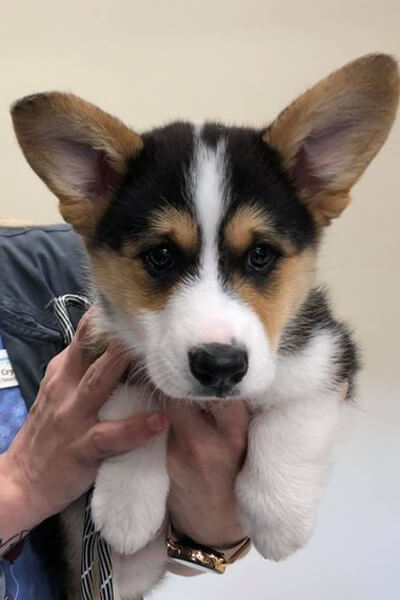 holding corgi