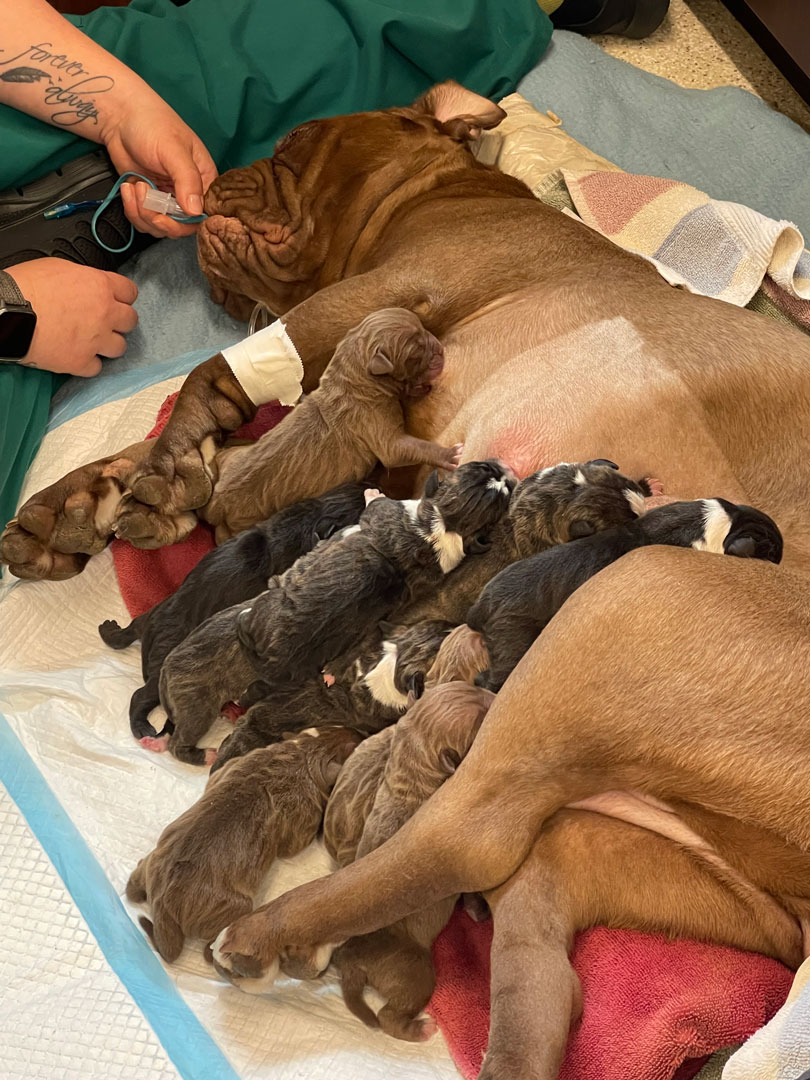 Dog and her puppies